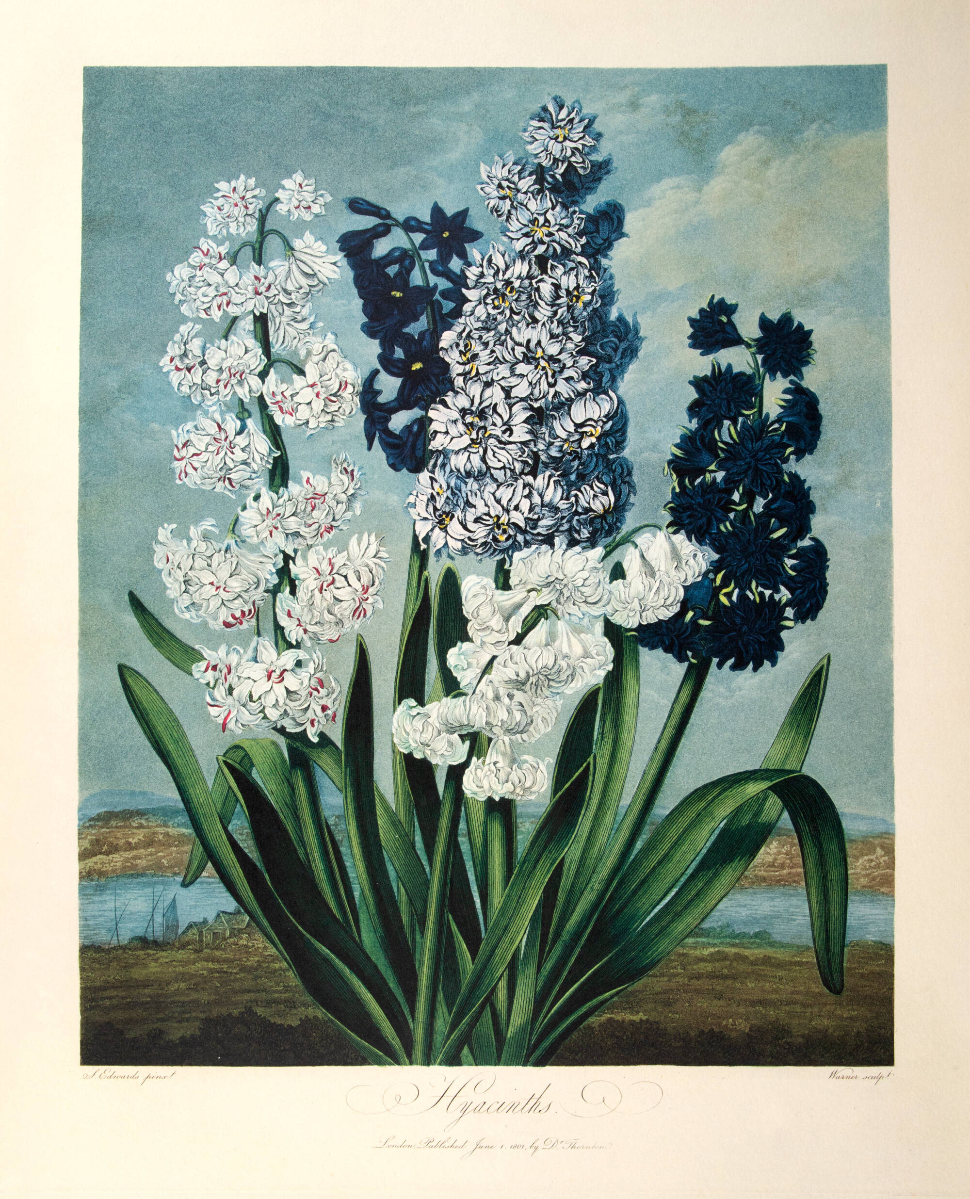 Colorful print of purple and white Hyacinths flowers.